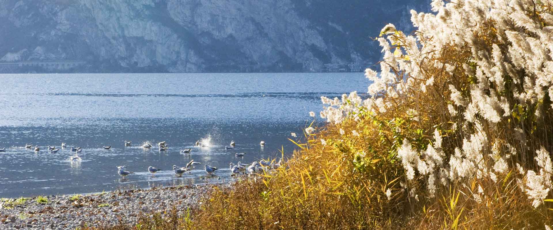 Camping al Cor Nature Torbole Lake Garda